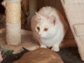 Cloe
